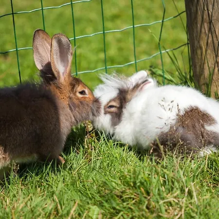 Rennlehen 게스트하우스 3*